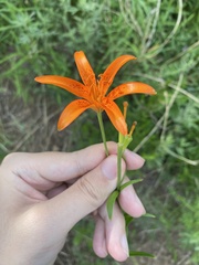 Lilium concolor partheneion