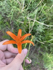 Lilium concolor partheneion