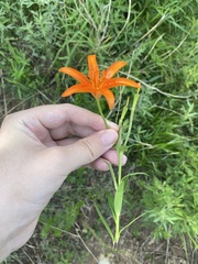 Lilium concolor partheneion