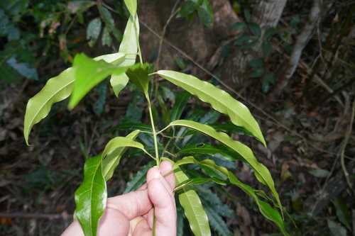 Carronia multisepalea, photograph 2