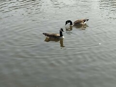 Branta canadensis