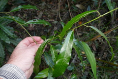 Carronia multisepalea, photograph Brendan McIntyre, CC BY, iNaturalist via GBIF