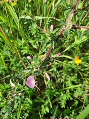 Ononis spinosa spinosa