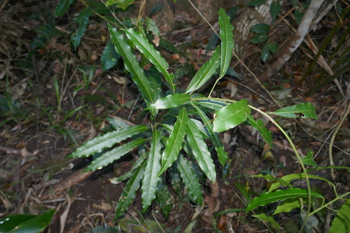Carronia multisepalea, photograph 4