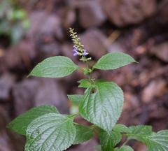 Salvia xalapensis