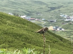 Passerculus sandwichensis sandwichensis