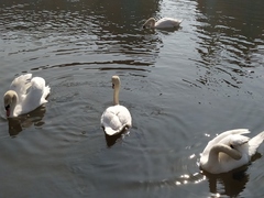 Cygnus olor