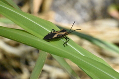 Sephina vinula