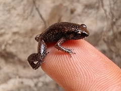 Slender Frog photo 4