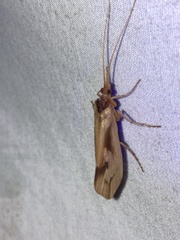 Platycentropus radiatus