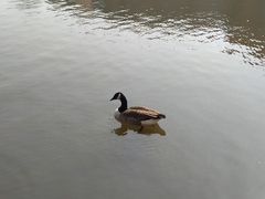 Branta canadensis