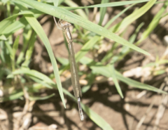 Platycnemis pennipes