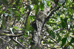 Sceloporus asper