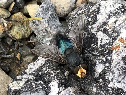 Yellow-faced Blowfly photo 4
