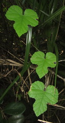 Ipomoea ficifolia