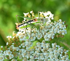 Poecilimon macedonicus