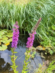 Lythrum salicaria