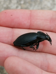 Carabus coriaceus