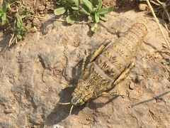 Paranocaracris rubripes