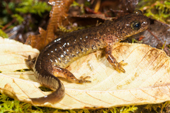 Southern Torrent Salamander photo 4