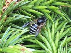 Dolichovespula albida