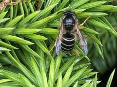 Dolichovespula albida