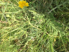 Potentilla thuringiaca