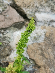Rumex crispus