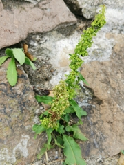 Rumex crispus