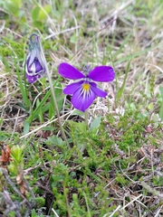 Viola lutea