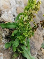 Rumex crispus