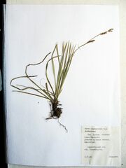Carex lanceolata lanceolata