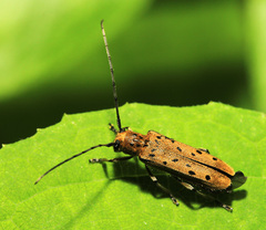 Eutetrapha sedecimpunctata
