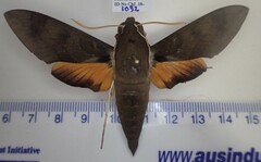 Gnathothlibus erotus