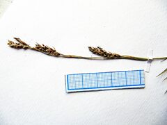 Carex lanceolata lanceolata