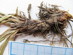 Carex lanceolata lanceolata