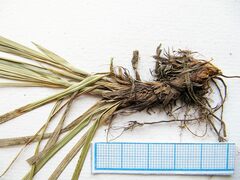 Carex lanceolata lanceolata