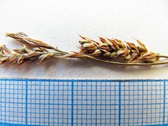 Carex lanceolata lanceolata