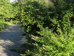 Spiraea syringaeflora