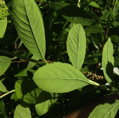 Spiraea syringaeflora