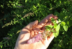 Spiraea syringaeflora