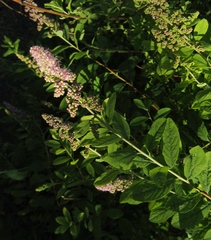 Spiraea syringaeflora