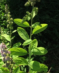 Spiraea syringaeflora