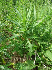 Sonchus palustris