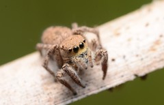 Habronattus coecatus