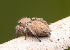 Habronattus coecatus
