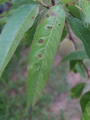 Wilsonomyces carpophilus