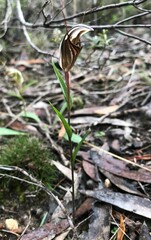 Pterostylis dolichochila