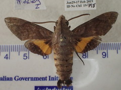Macroglossum prometheus