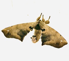 Apatelodes torrefacta